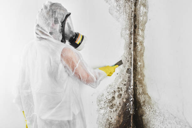 Best Mold Remediation Experts  in Baldwin City, KS