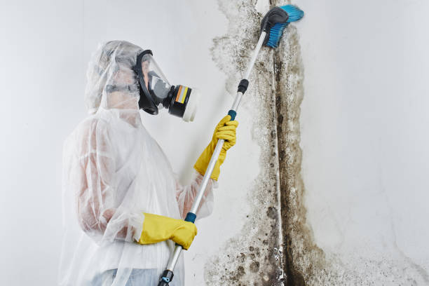 Best Local Mold Removal Service  in Baldwin City, KS