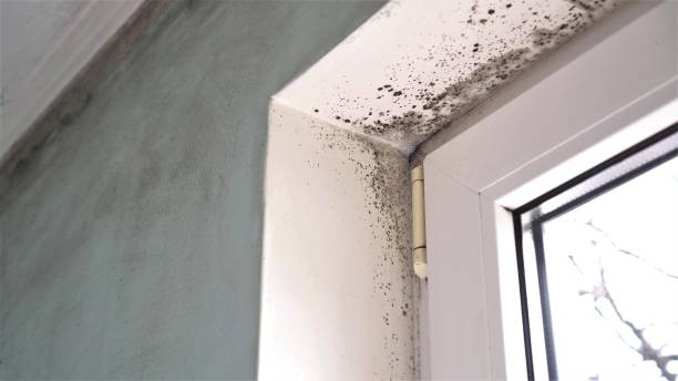 Best Fast Mold Removal  in Baldwin City, KS