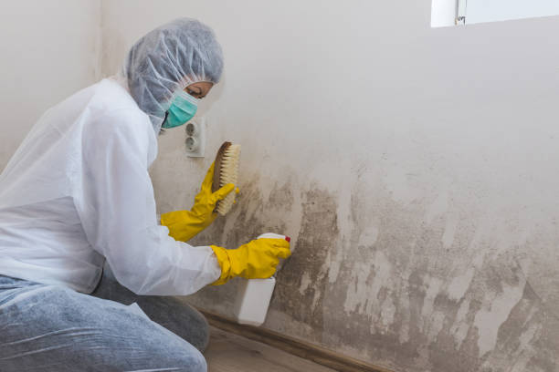 Best Toxic Mold Removal  in Baldwin City, KS