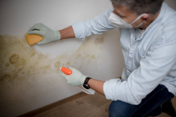 Best Commercial Mold Removal  in Baldwin City, KS
