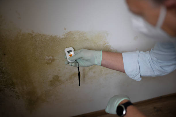 Best Home Mold Removal  in Baldwin City, KS