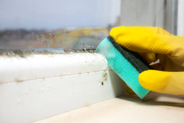 Best Office Mold Removal Services  in Baldwin City, KS