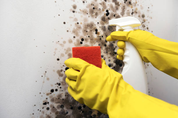 Best Emergency Mold Removal  in Baldwin City, KS