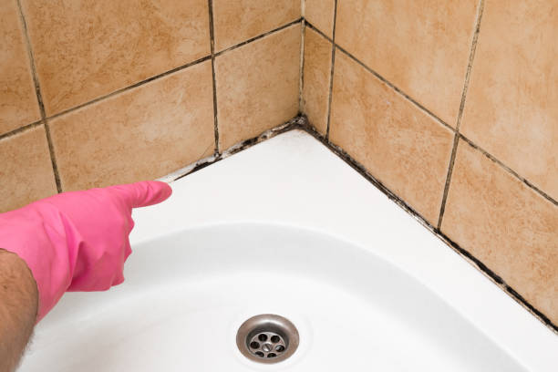 Best Mold Remediation  in Baldwin City, KS